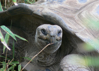Гиганская черепаха Альдабра – фотографии Сейшельских островов