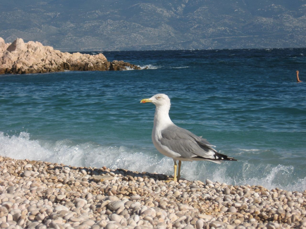 Птица на пляже в Крк, Хорватия – фотографии Хорватии