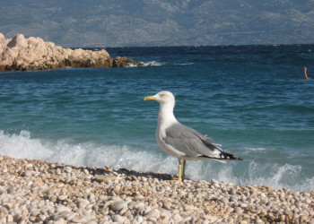 Птица на пляже в Крк, Хорватия – фотографии Хорватии