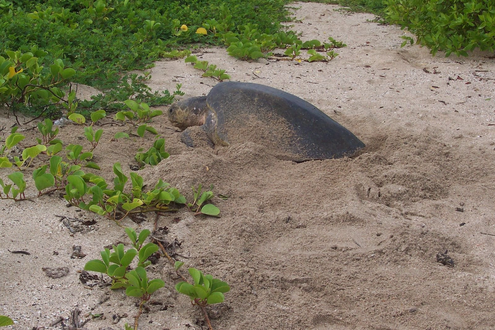 Плайя Джуионес, Гуанакасте провинция, Коста-Рика, фото № 39501 – фотографии Коста-Рики