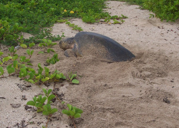 Плайя Джуионес, Гуанакасте провинция, Коста-Рика, фото № 39501 – фотографии Коста-Рики