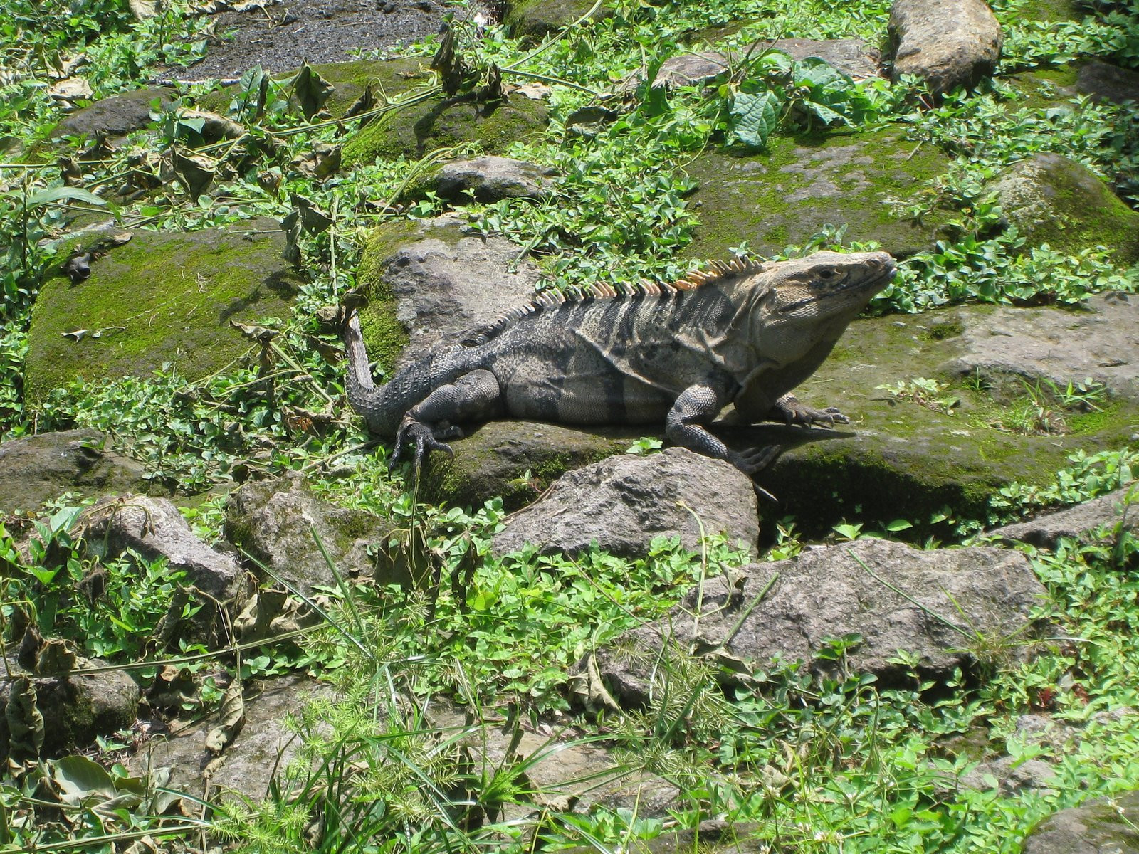 Санта Роза Национальный Парк, Гуанакасте провинция, Коста-Рика, фото № 39333 – фотографии Коста-Рики