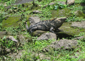 Санта Роза Национальный Парк, Гуанакасте провинция, Коста-Рика, фото № 39333 – фотографии Коста-Рики