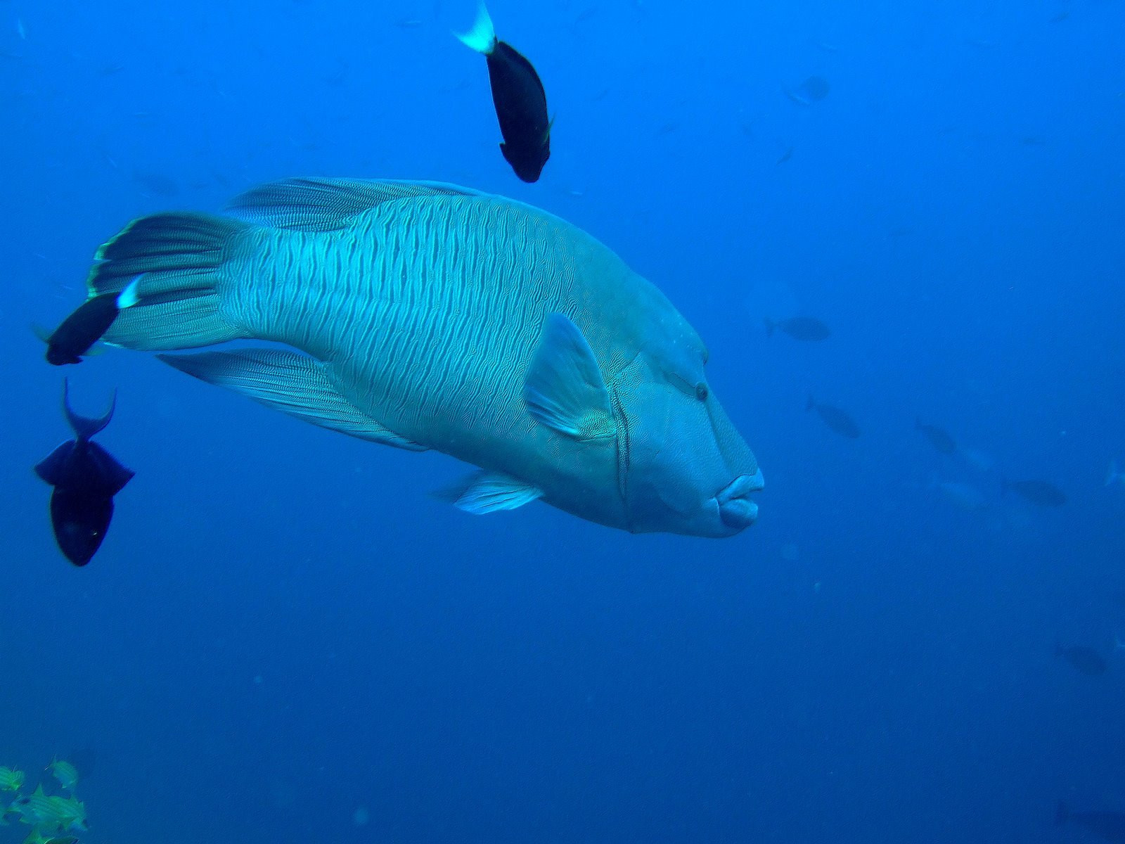Рыба на Мальдивах. Фото 12 – фотографии Мальдивских островов