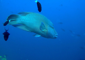 Рыба на Мальдивах. Фото 12 – фотографии Мальдивских островов