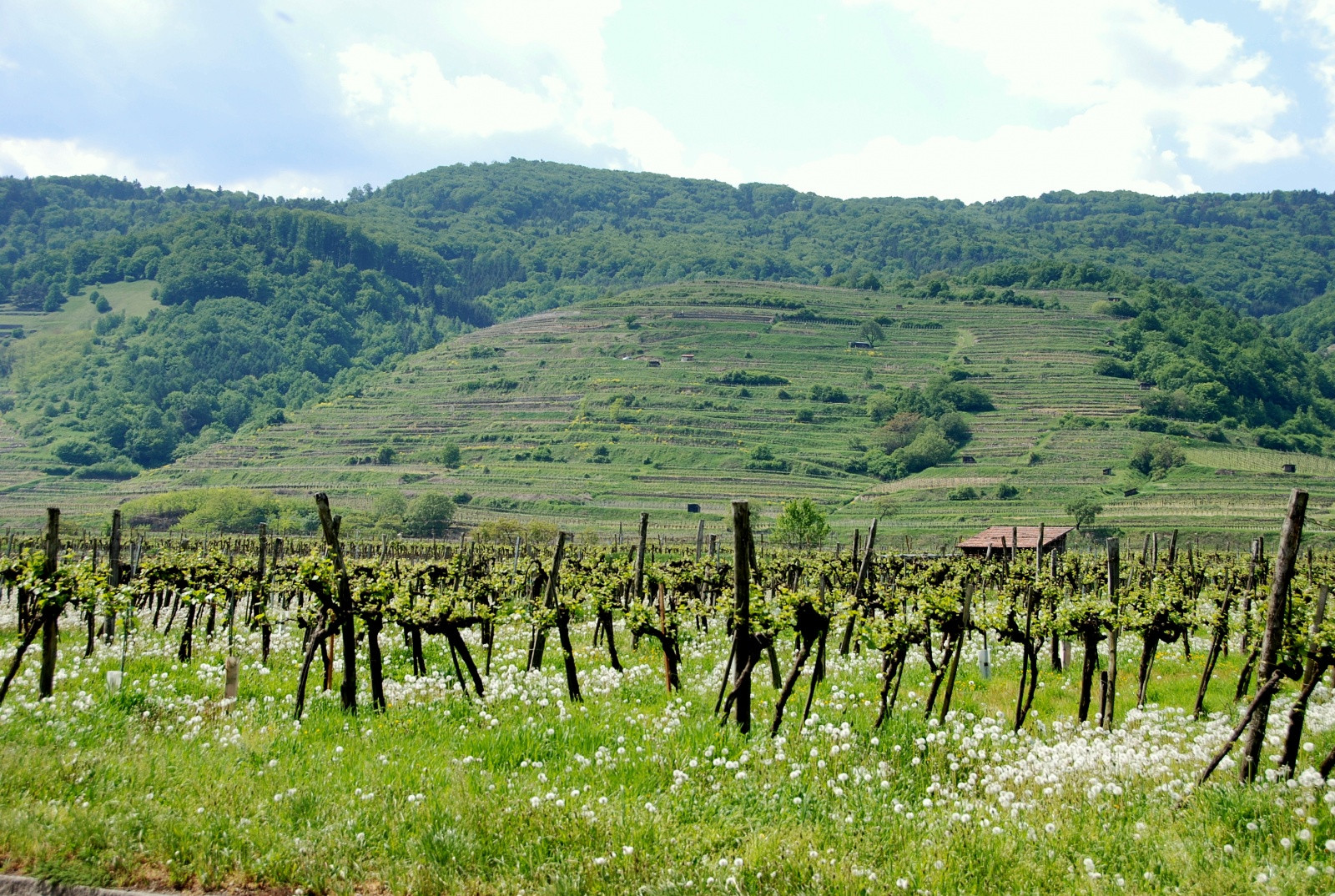 Виноградники Вайсенкирхен-ин-дер-Вахау – фотографии Австрии