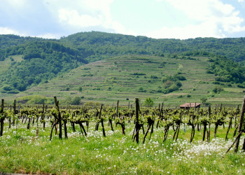 Виноградники Вайсенкирхен-ин-дер-Вахау – фотографии Австрии