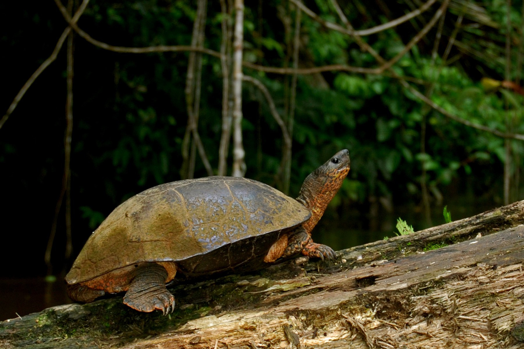 Тортугеро Национальный парк, Лимон провинция, Коста-Рика, фото № 40358 – фотографии Коста-Рики