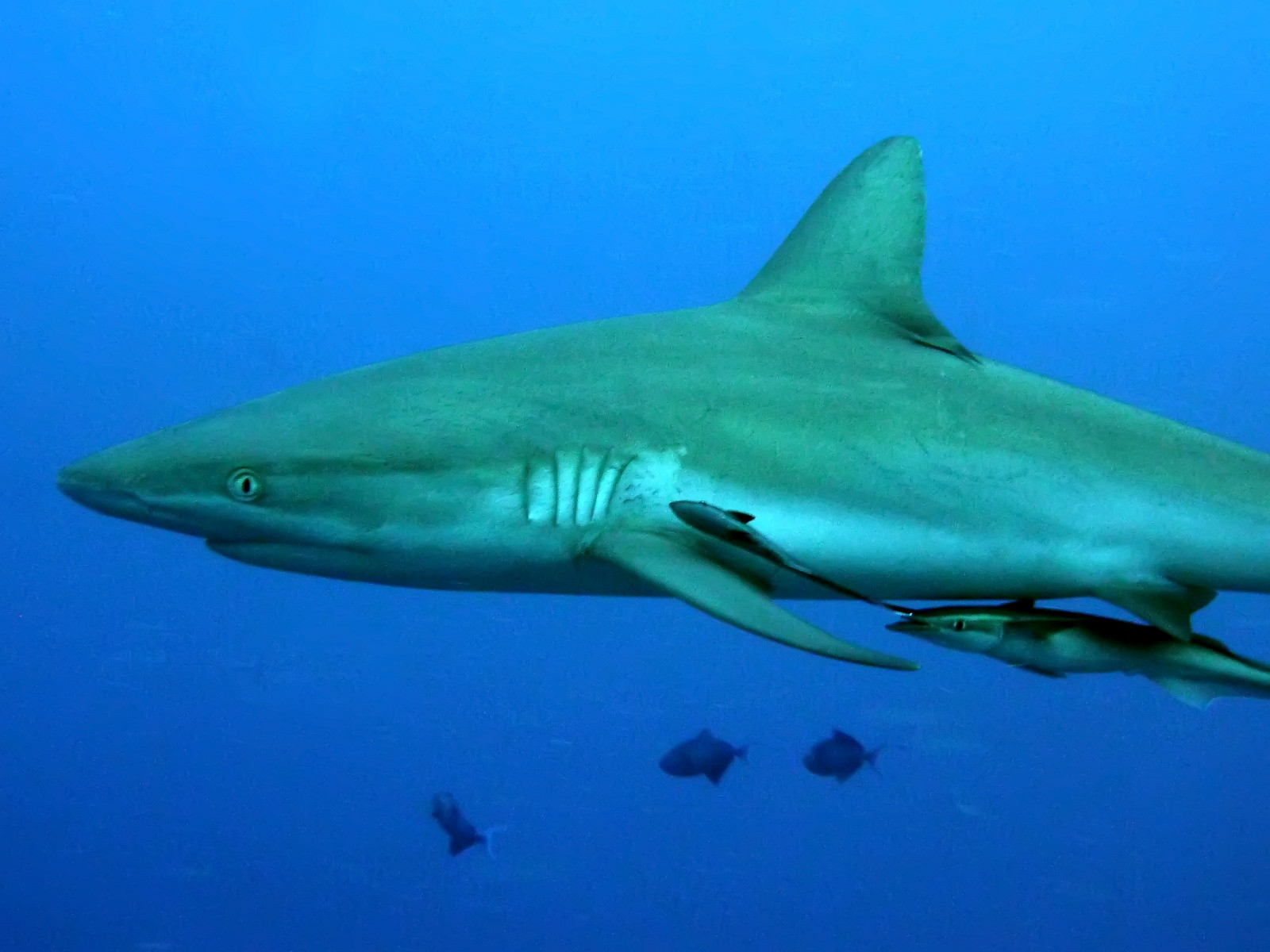 Акула с дитём – фотографии Палау
