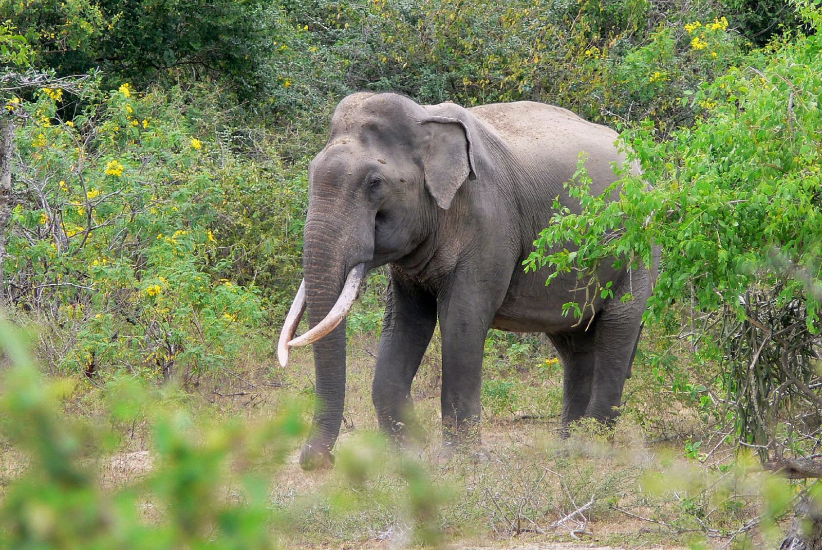 Яла Национальный Парк, Шри-Ланка, фото № 52659 – фотографии Шри-Ланки