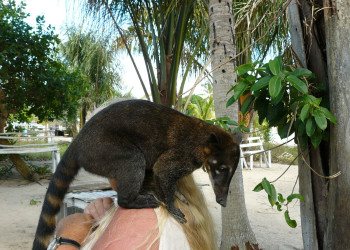Суринам, фото № 4655 – фотографии Суринама