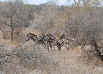 Sebrad – фотографии ЮАР