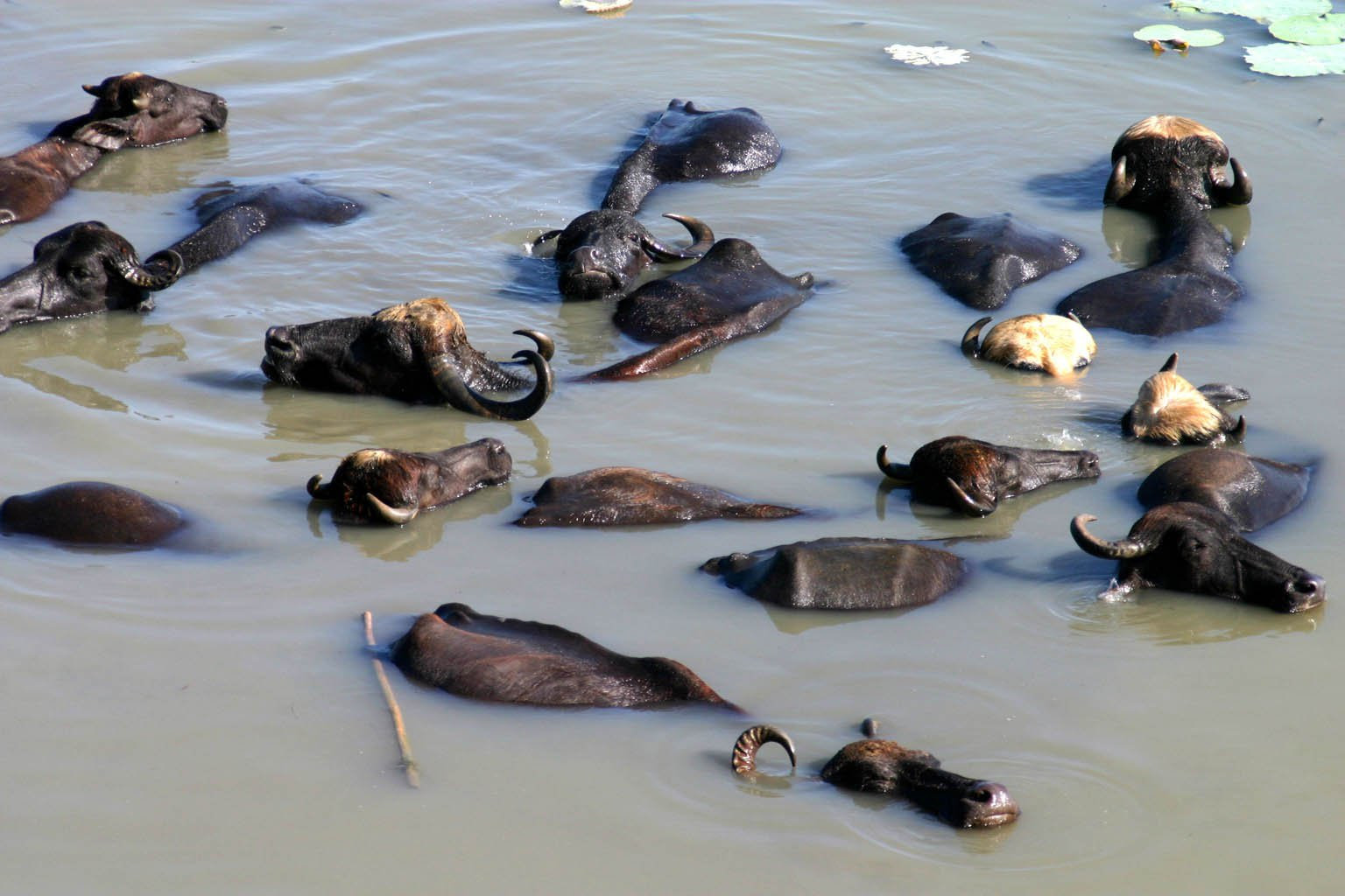 Калутара, Шри-Ланка, фото № 51223 – фотографии Шри-Ланки