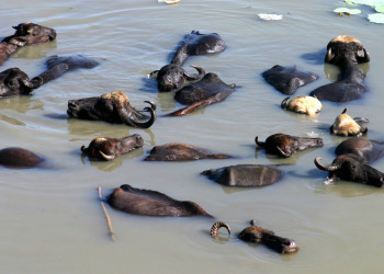 Калутара, Шри-Ланка, фото № 51223 – фотографии Шри-Ланки