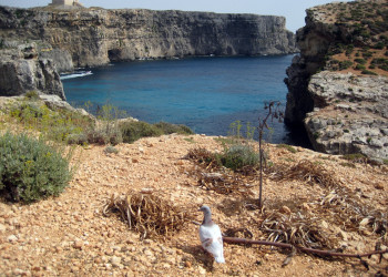 Комино остров, Мальта, фото № 41805 – фотографии Мальты