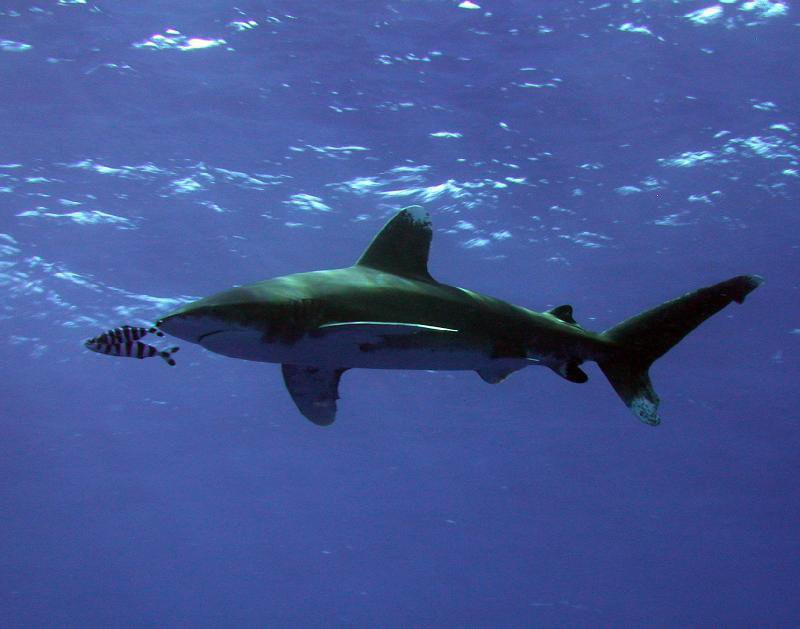 Марса-Алам, Египет, фото № 35332 – фотографии Египта