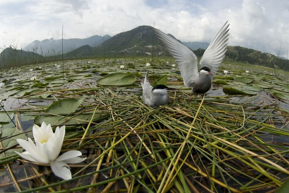 Птица на озере, Черногория. Фото 5 – фотографии Черногории