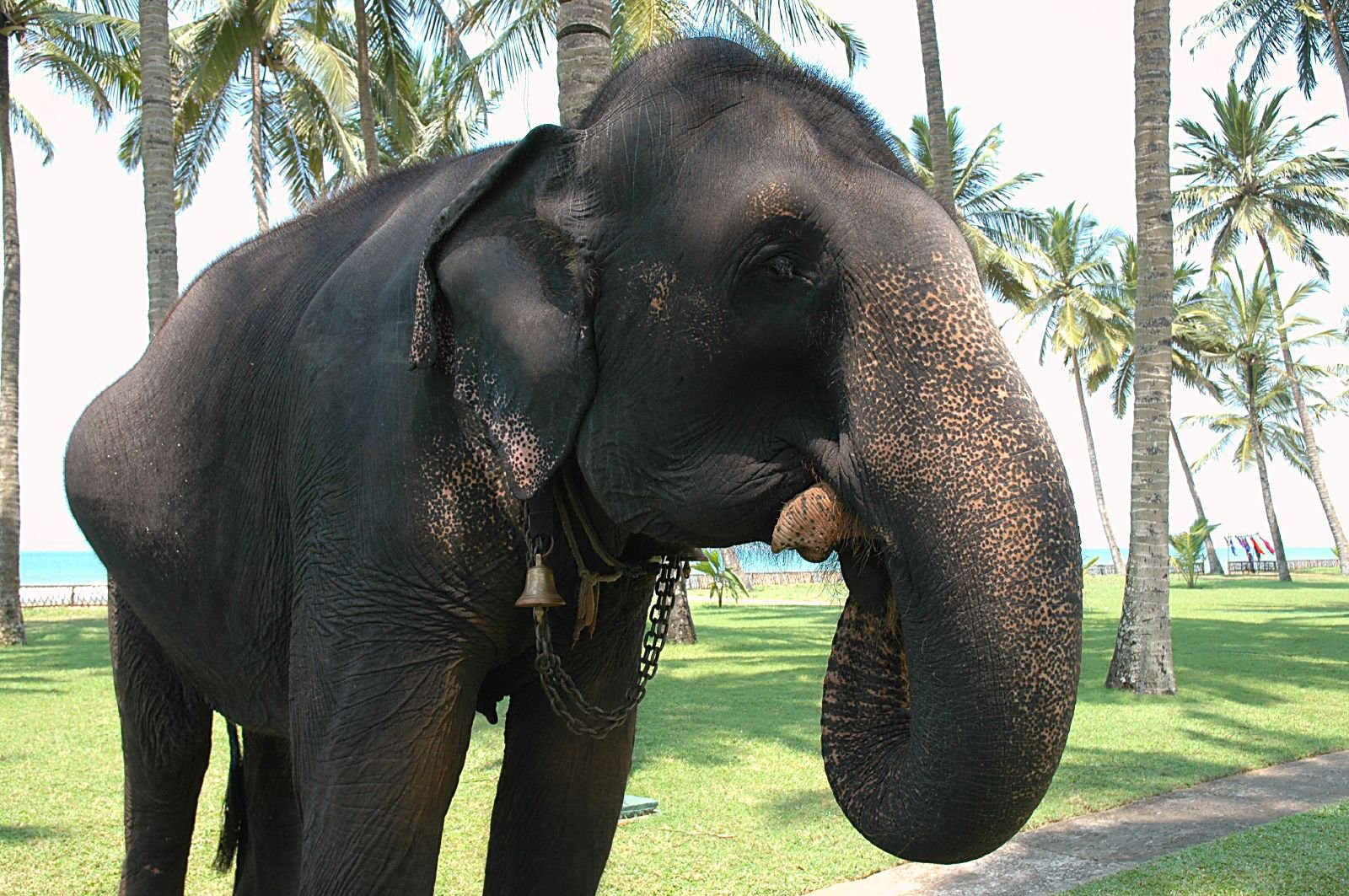 Ваддува, Шри-Ланка, фото № 50815 – фотографии Шри-Ланки