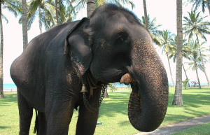 Ваддува, Шри-Ланка, фото № 50815 – фотографии Шри-Ланки
