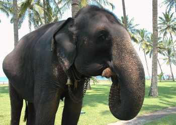 Ваддува, Шри-Ланка, фото № 50815 – фотографии Шри-Ланки