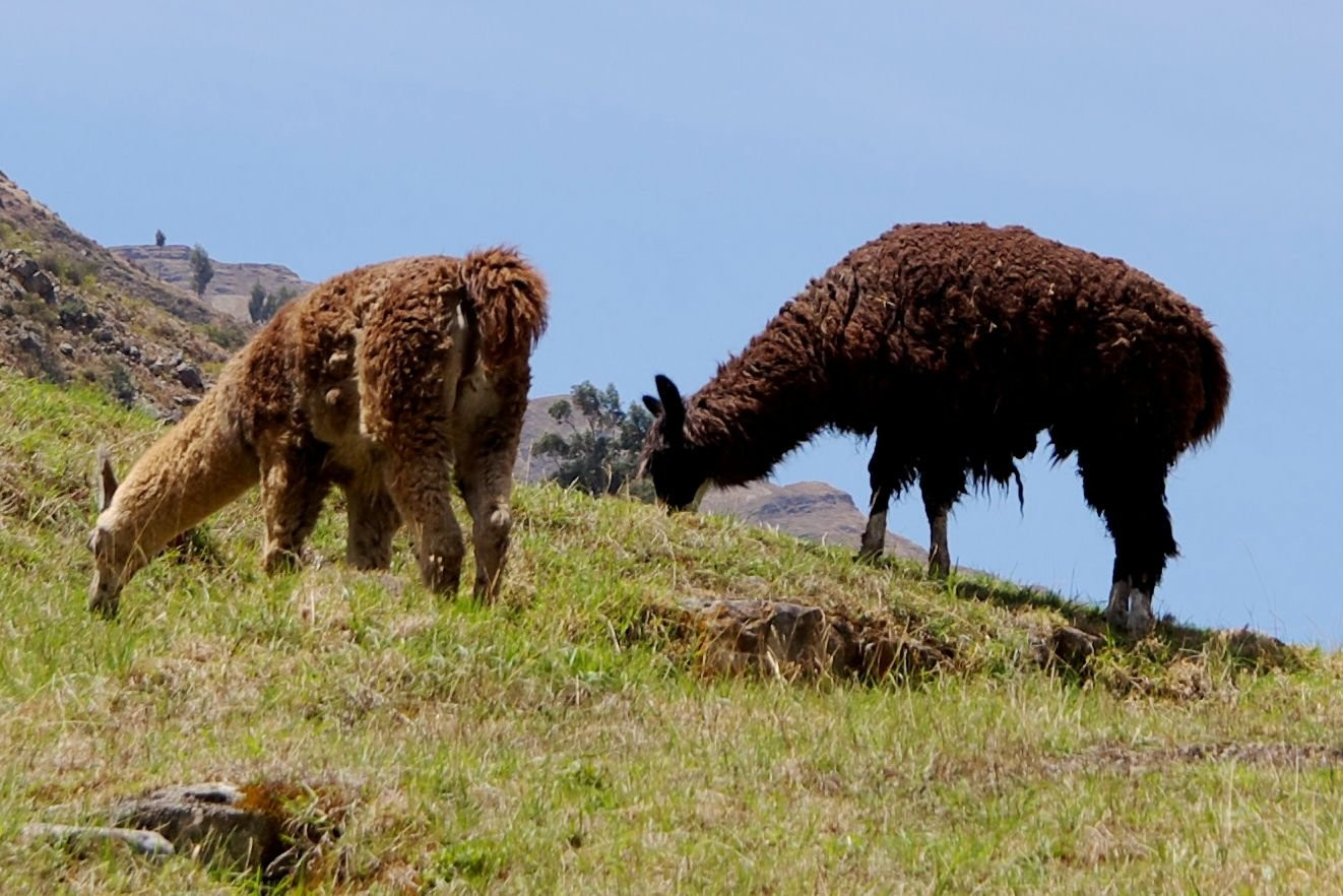 Peru_Chavin – фотографии Перу