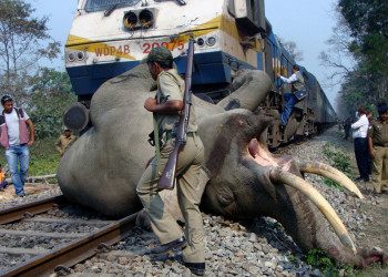 Поезд и слон – фотографии Индии
