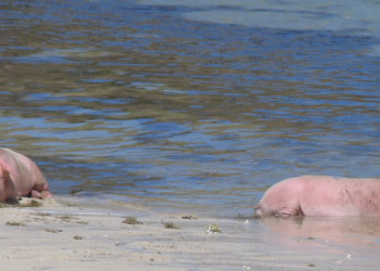 Фиджи, фото № 1105 – фотографии Фиджи