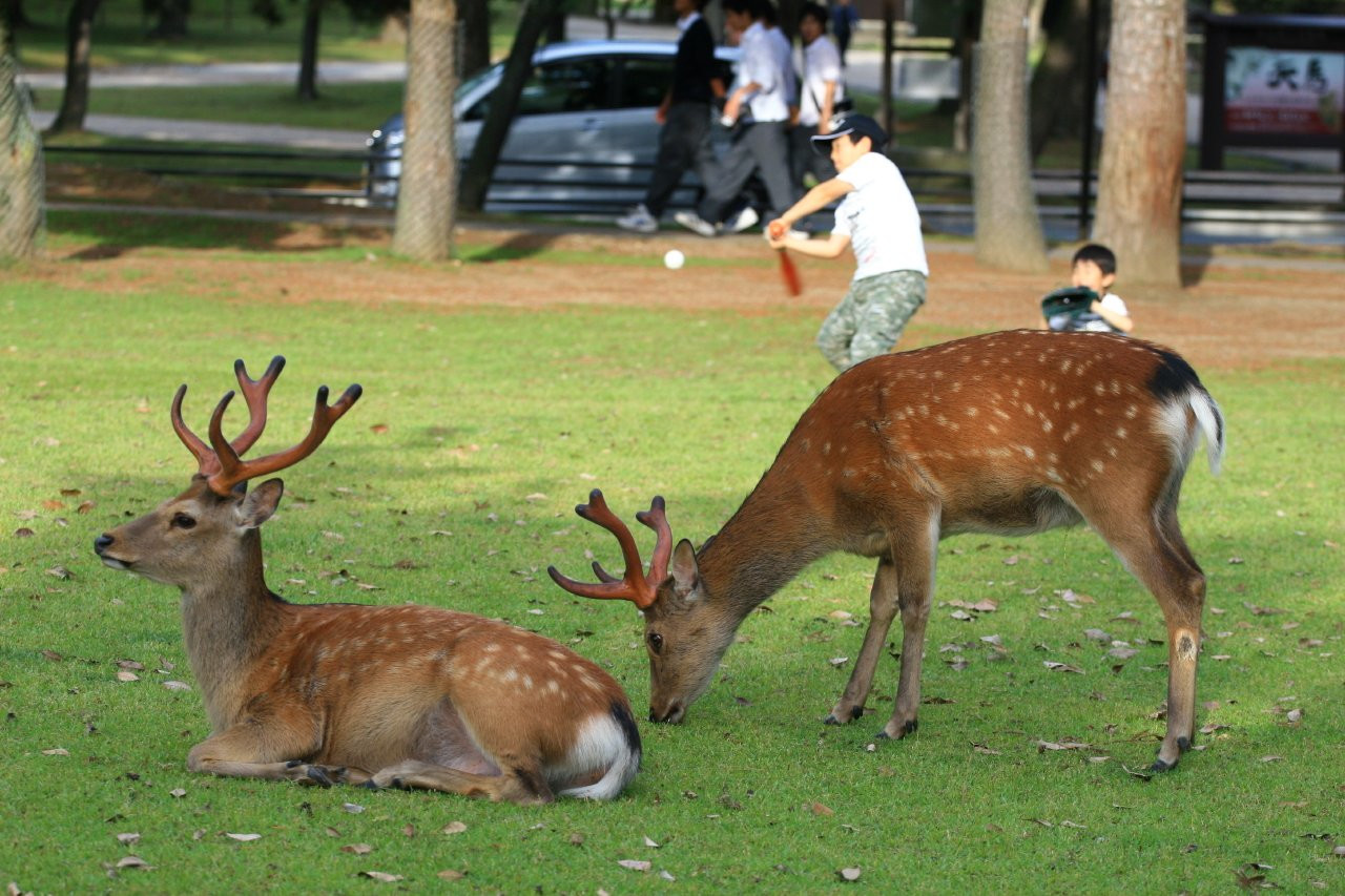 Nara – фотографии Японии