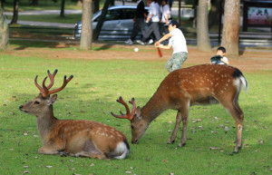 Nara – фотографии Японии