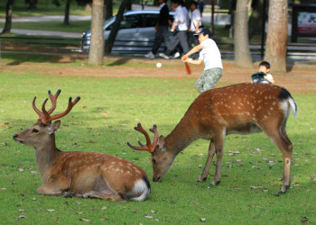 Nara – фотографии Японии