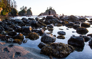 Олимпик Национальный Парк. Фото 6 – фотографии США