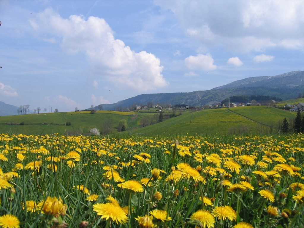 Цветы в Виллар-де-Лан, Франция – фотографии Франции