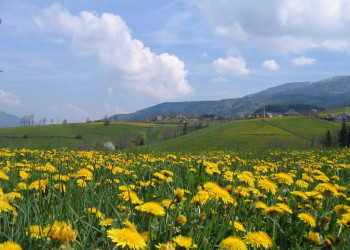 Цветы в Виллар-де-Лан, Франция – фотографии Франции