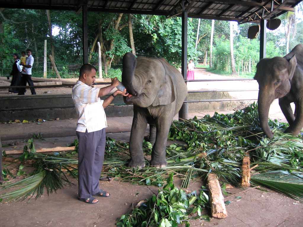 Слонёнка поят молоком в слоновьем питомнике в Пиннавеле – фотографии Шри-Ланки