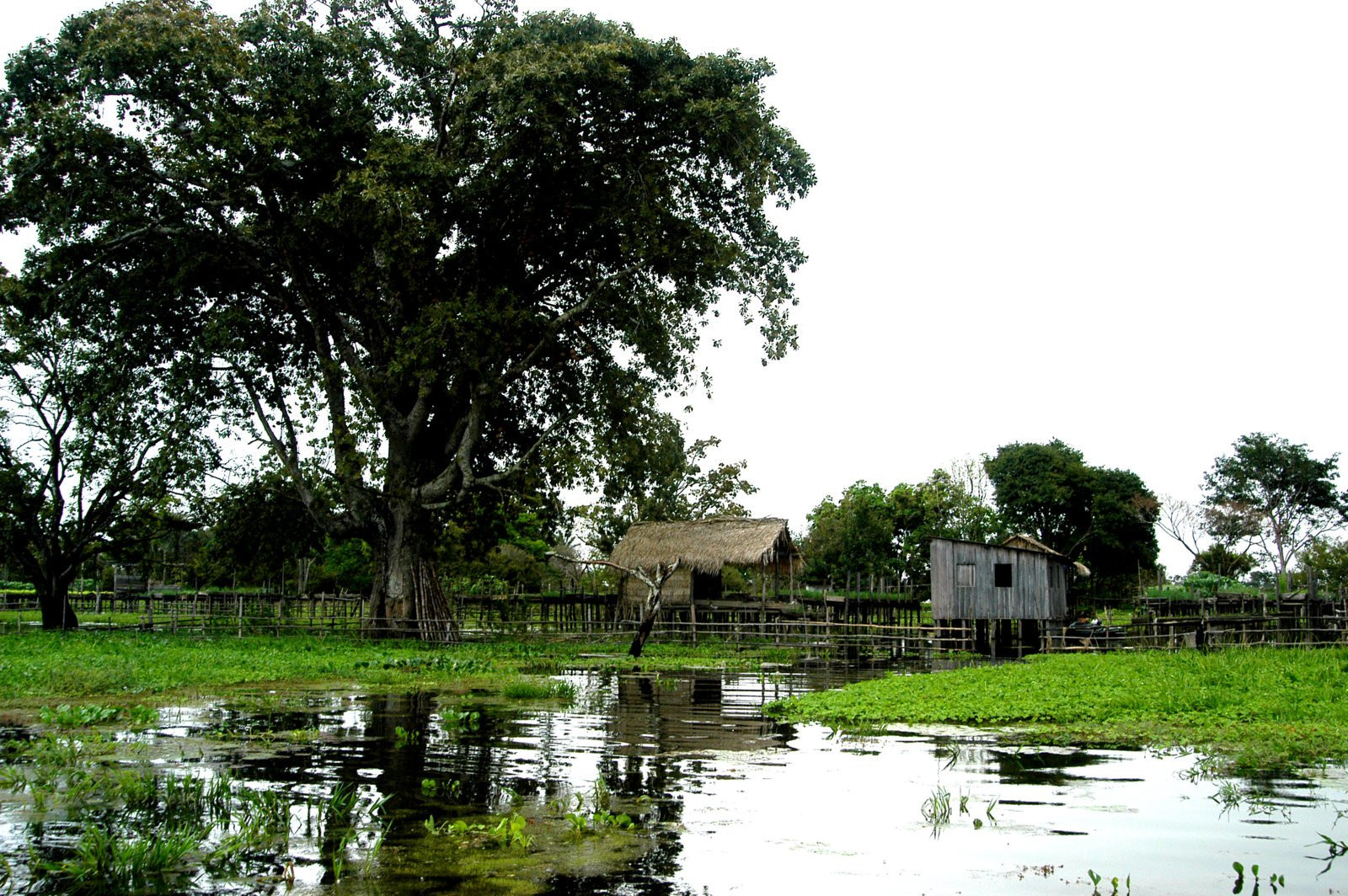 Амазонас штат, Бразилия, фото № 58778 – фотографии Бразилии