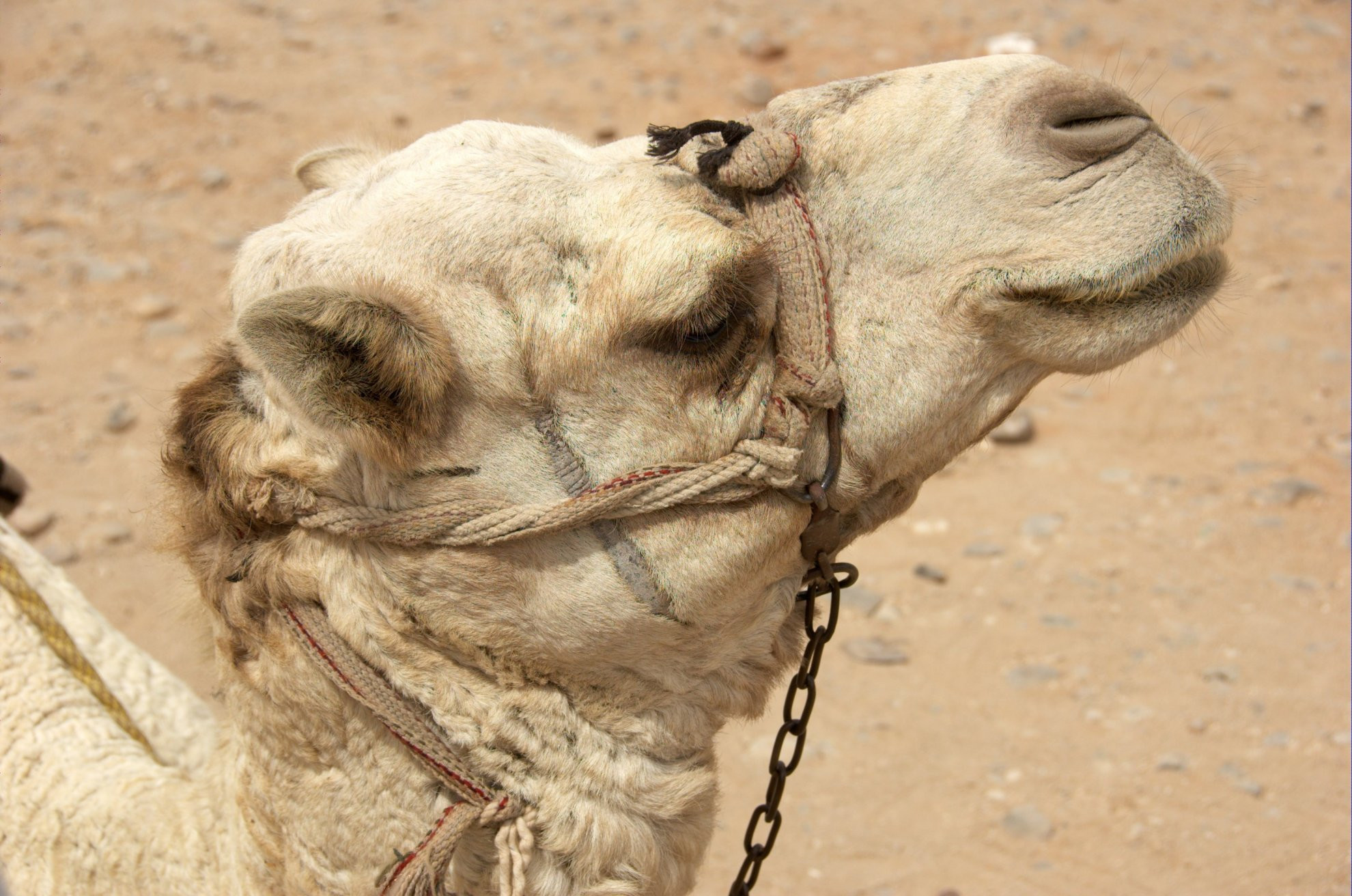 Каир, Египет, фото № 74169 – фотографии Египта