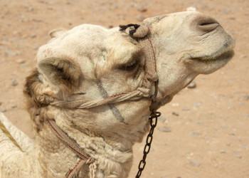 Каир, Египет, фото № 74169 – фотографии Египта