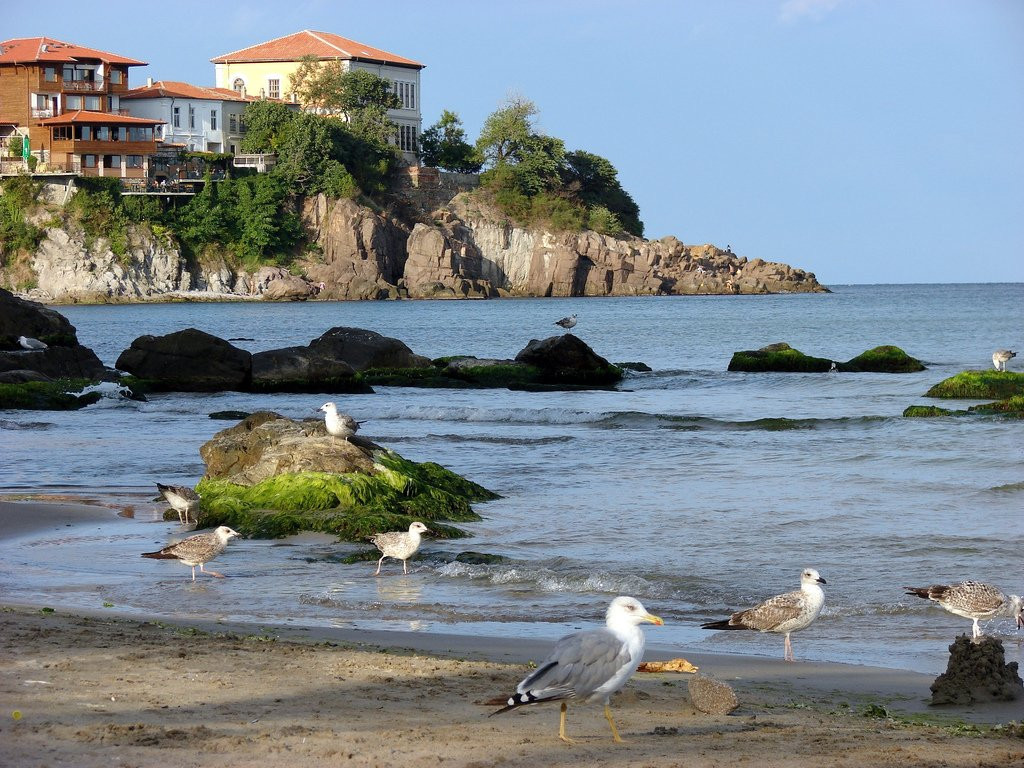 Птицы на пляже в Созополе, Болгария. Фото 4 – фотографии Болгарии