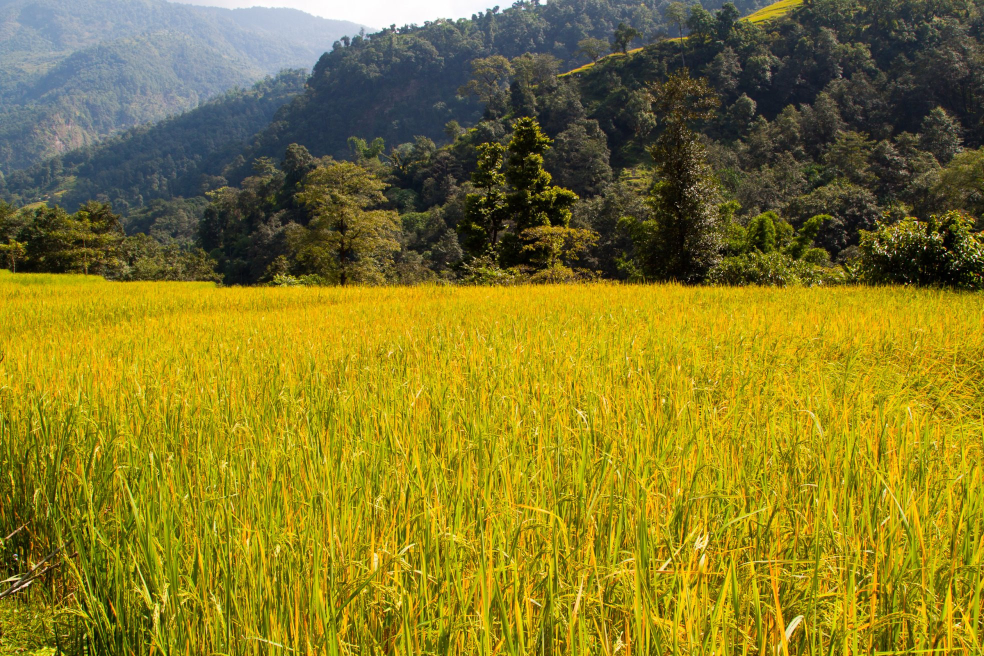 Аннапурна заповедник, Непал, фото № 78889 – фотографии Непала