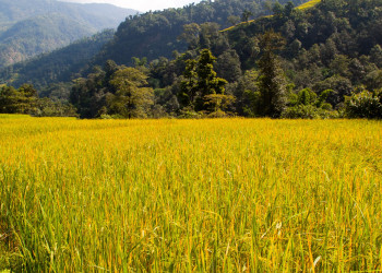 Аннапурна заповедник, Непал, фото № 78889 – фотографии Непала