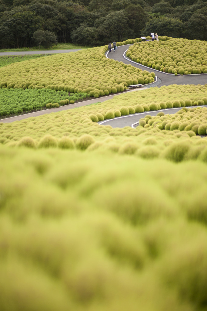 Парк Хитачи-Сисайд в Японии. Фото 2 – фотографии Японии