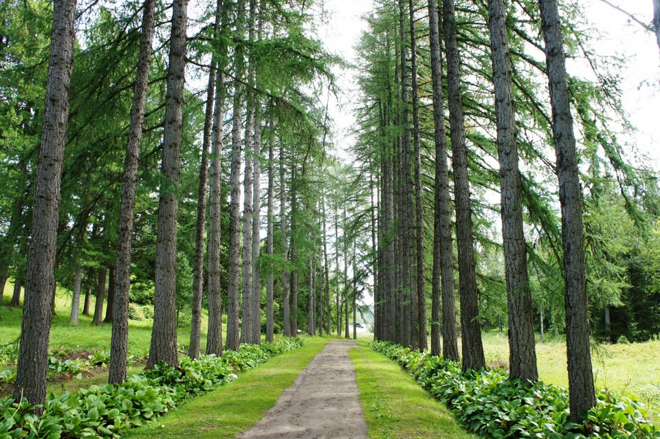 Аллея в Ботаническом саду на Большом Соловецком острове – фотографии России