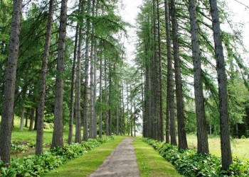 Аллея в Ботаническом саду на Большом Соловецком острове – фотографии России