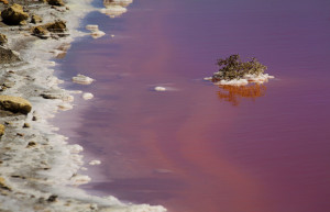 Розовое озеро в Сенегале 6 – фотографии Сенегала