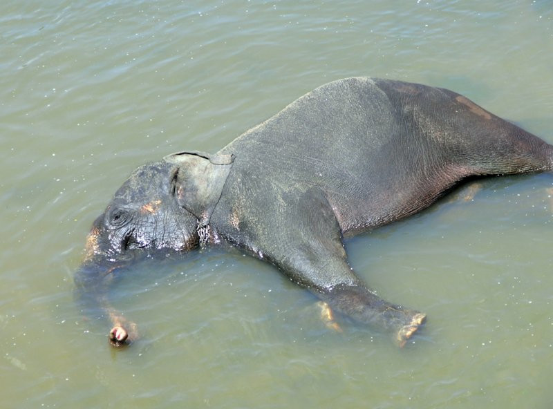 Шри-Ланка, фото № 1125 – фотографии Шри-Ланки