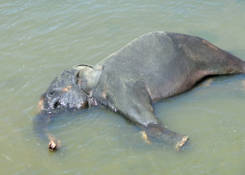 Шри-Ланка, фото № 1125 – фотографии Шри-Ланки