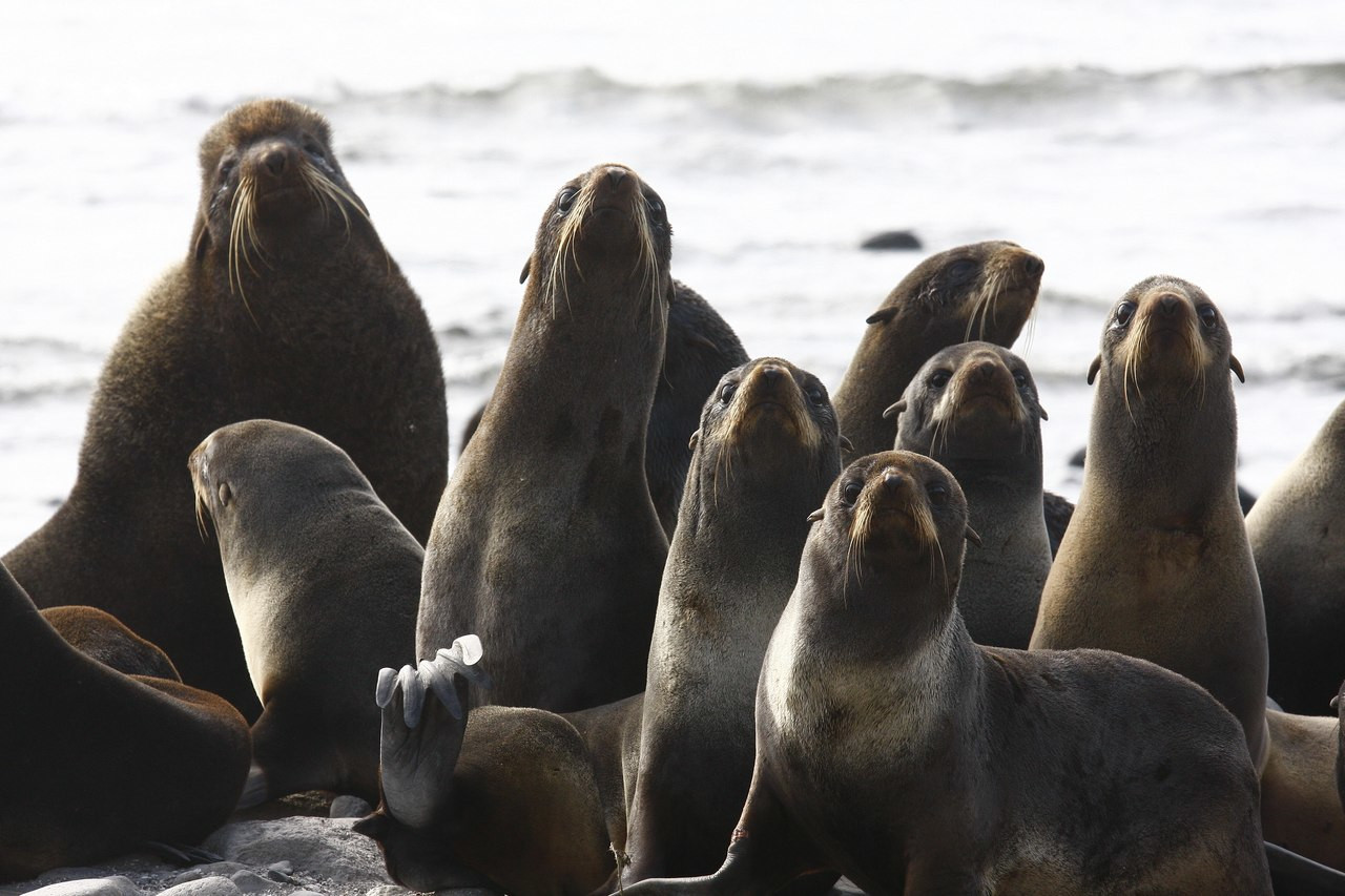 Командорский заповедник. Фото 10 – фотографии России