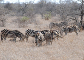 Sebrad – фотографии ЮАР