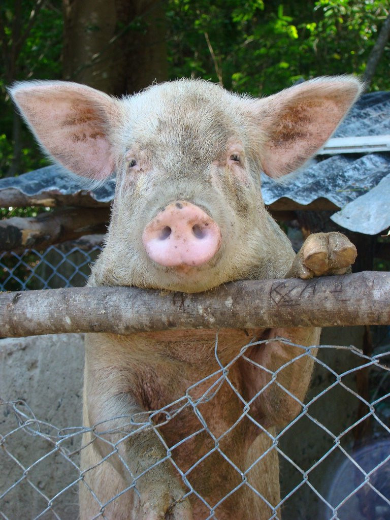 Навити остров, Ясава группа островов, Фиджи, фото № 50157 – фотографии Фиджи