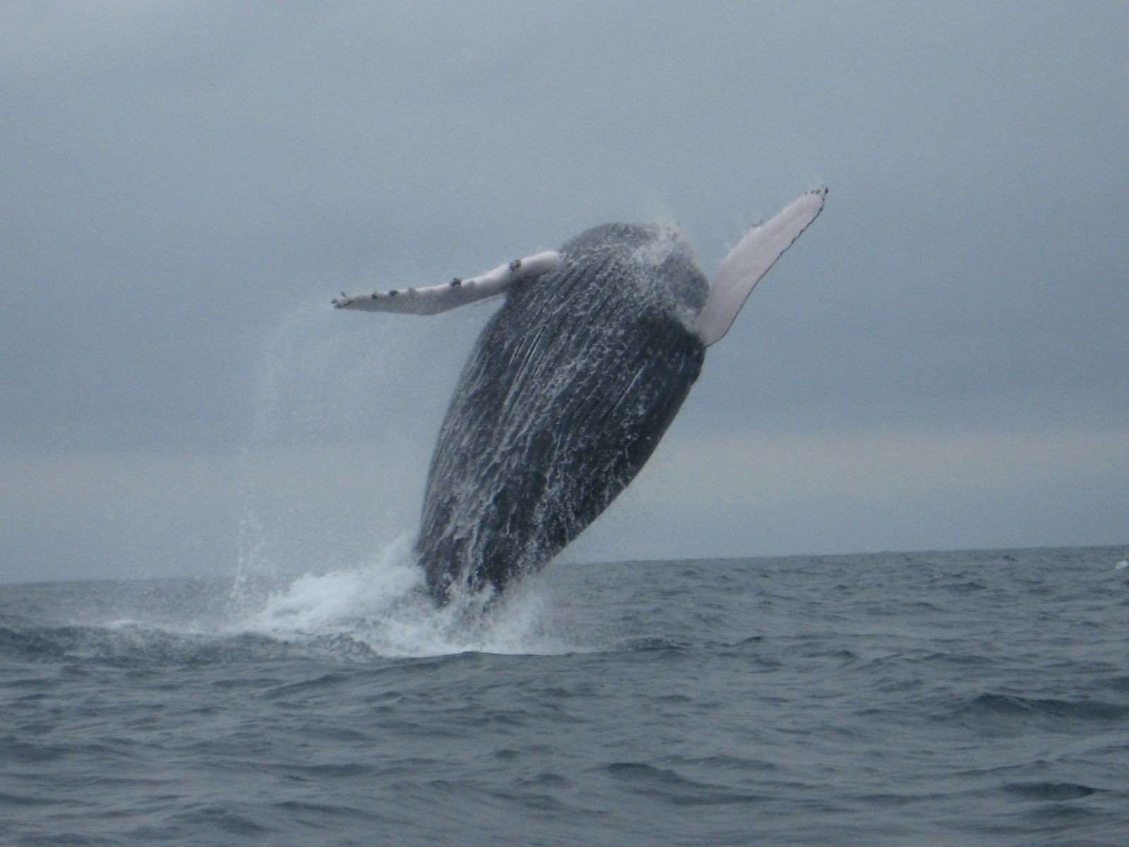 Пуэрто Лопес, Побережье регион, Эквадор, фото № 63512 – фотографии Эквадора